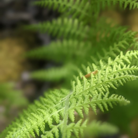 Meet your Posher, Lauren - Picture 3 of 5